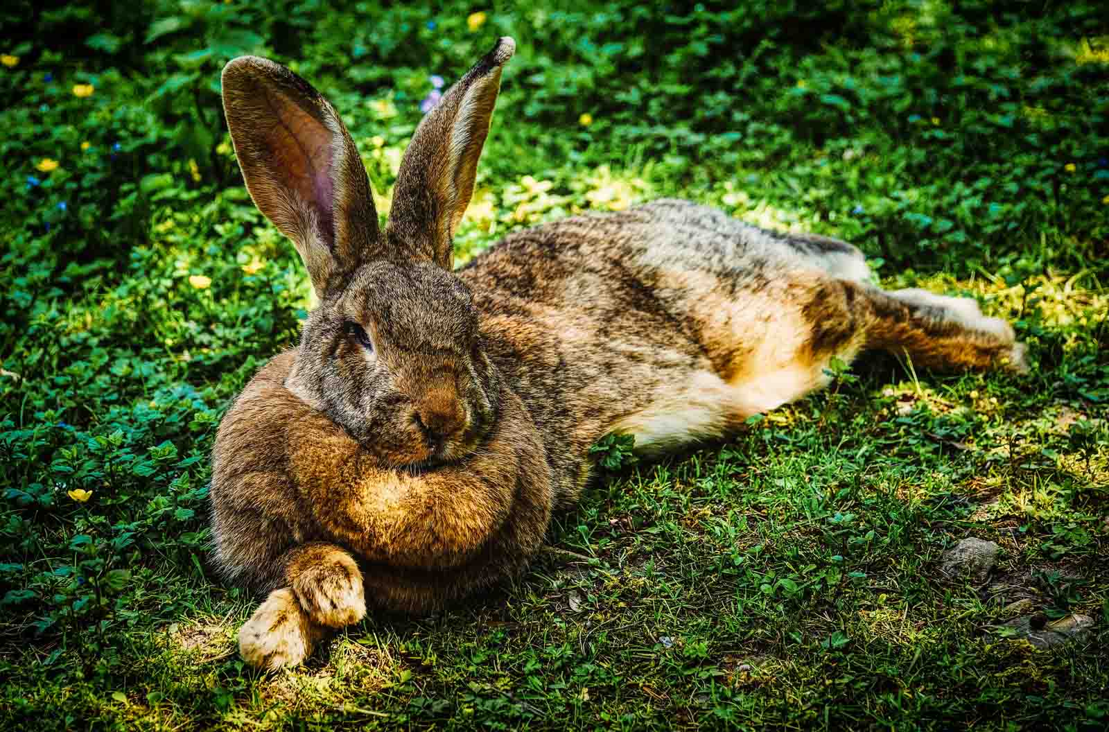 Grand lapin allongé dehors dans l'herbe