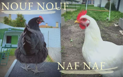 C’est le moment de vous présenter Naf Naf et Nouf Nouf